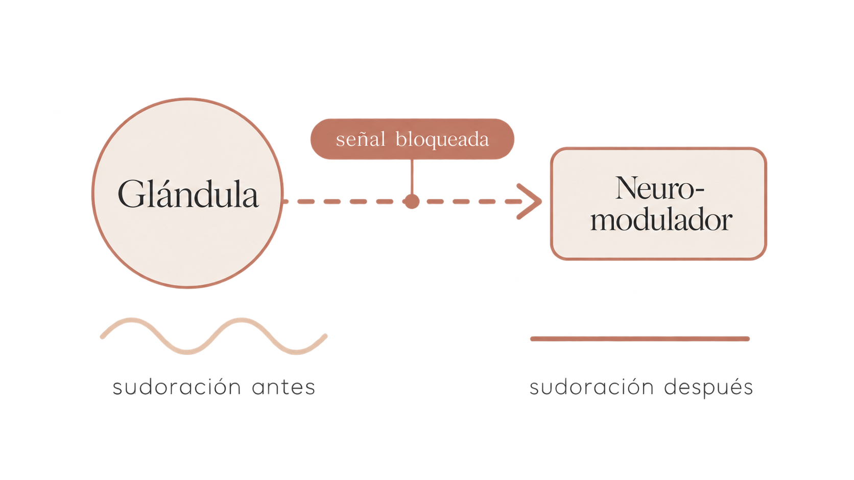 funcion neuromoduladores